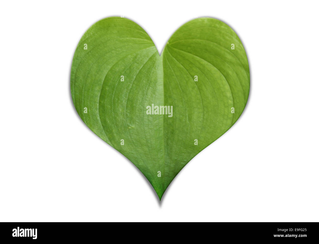 Herzförmige Blätter auf weiß Stockfoto