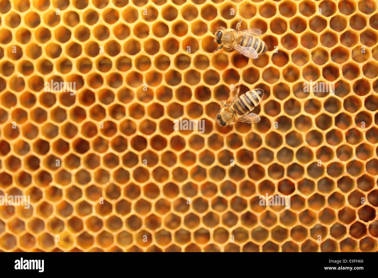 zwei Bienen Stockfoto