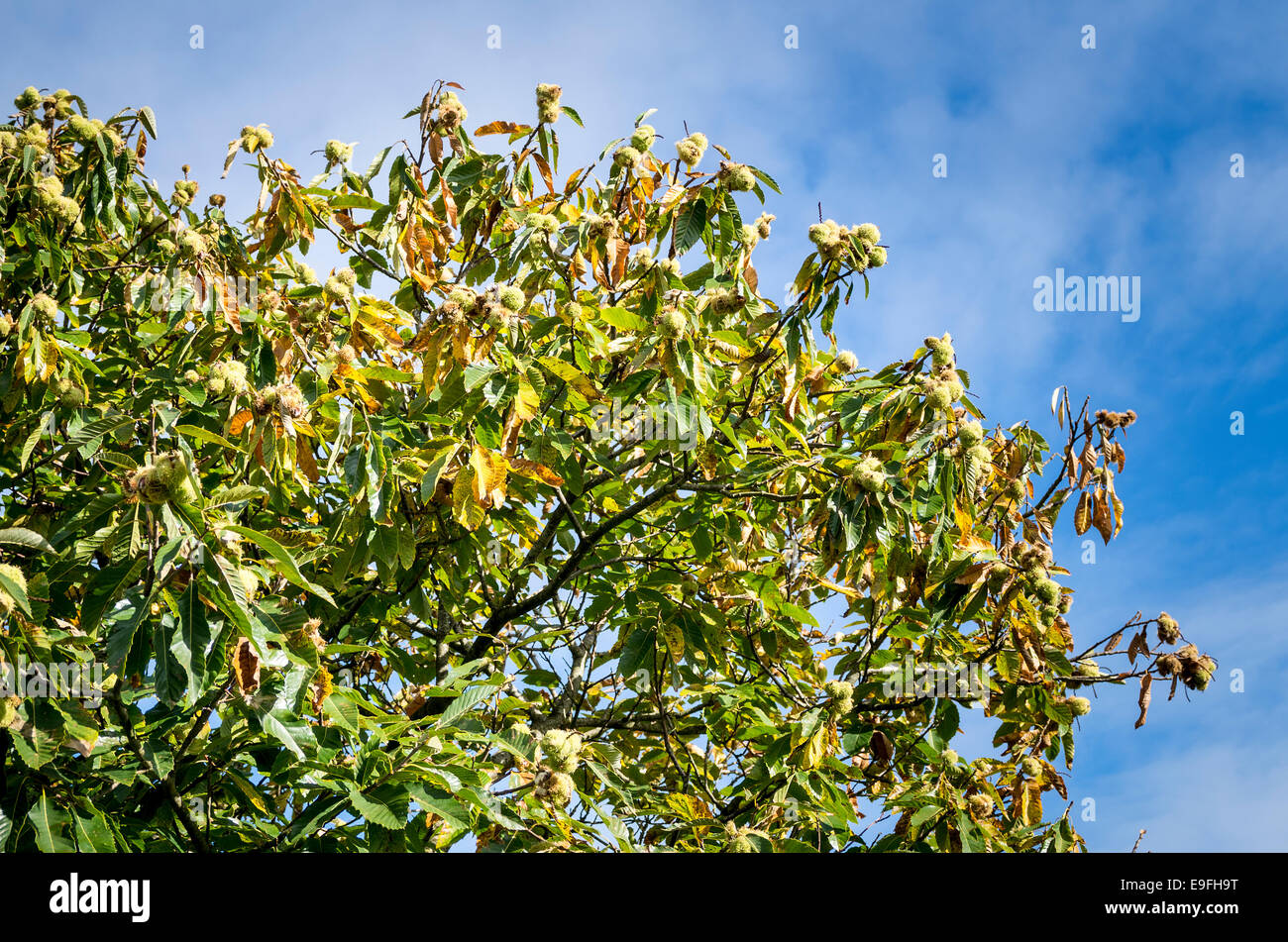 Edelkastanie mit reifen Nüssen im Oktober Stockfoto