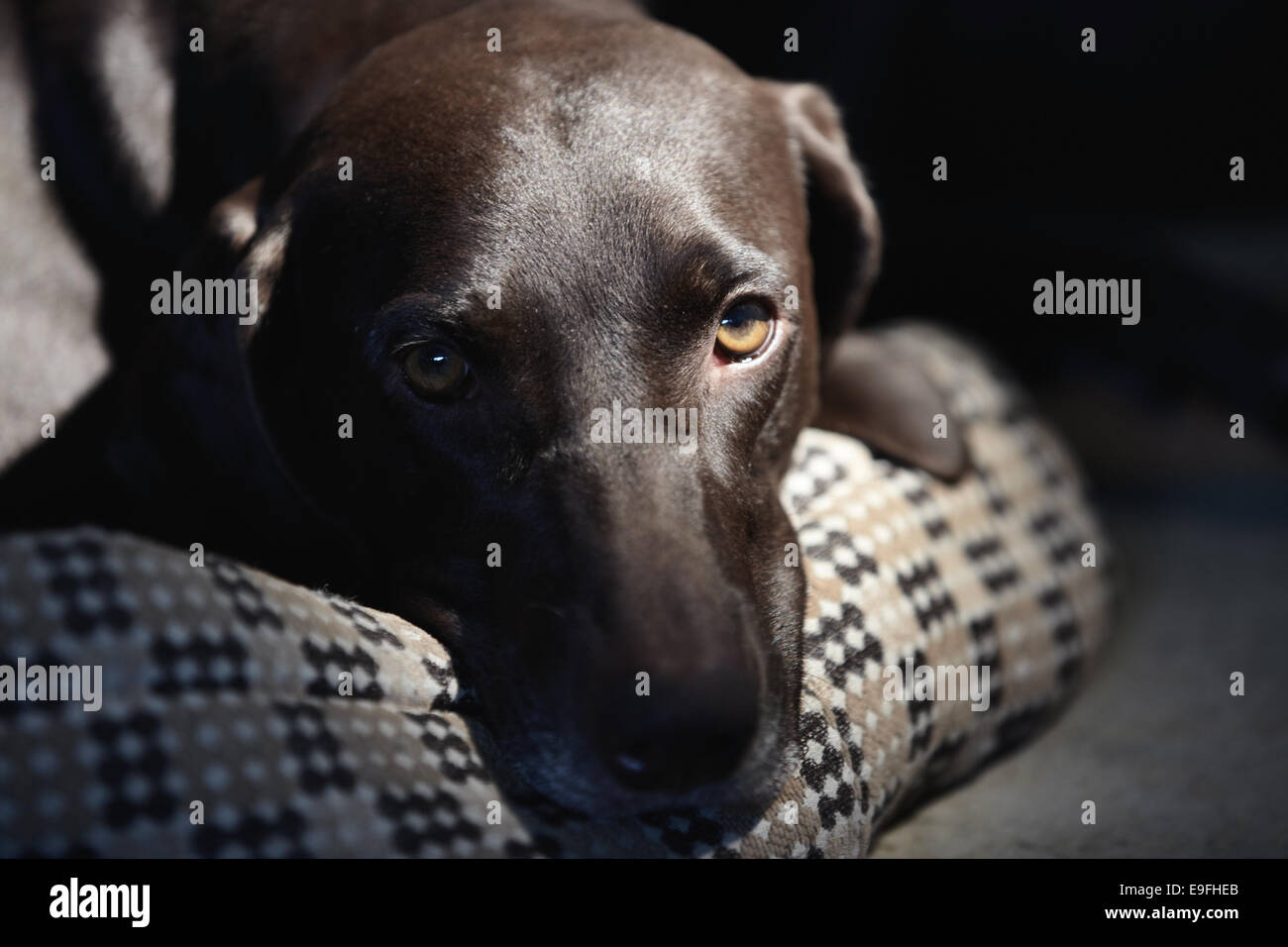 Einzelnen Hund Stockfoto