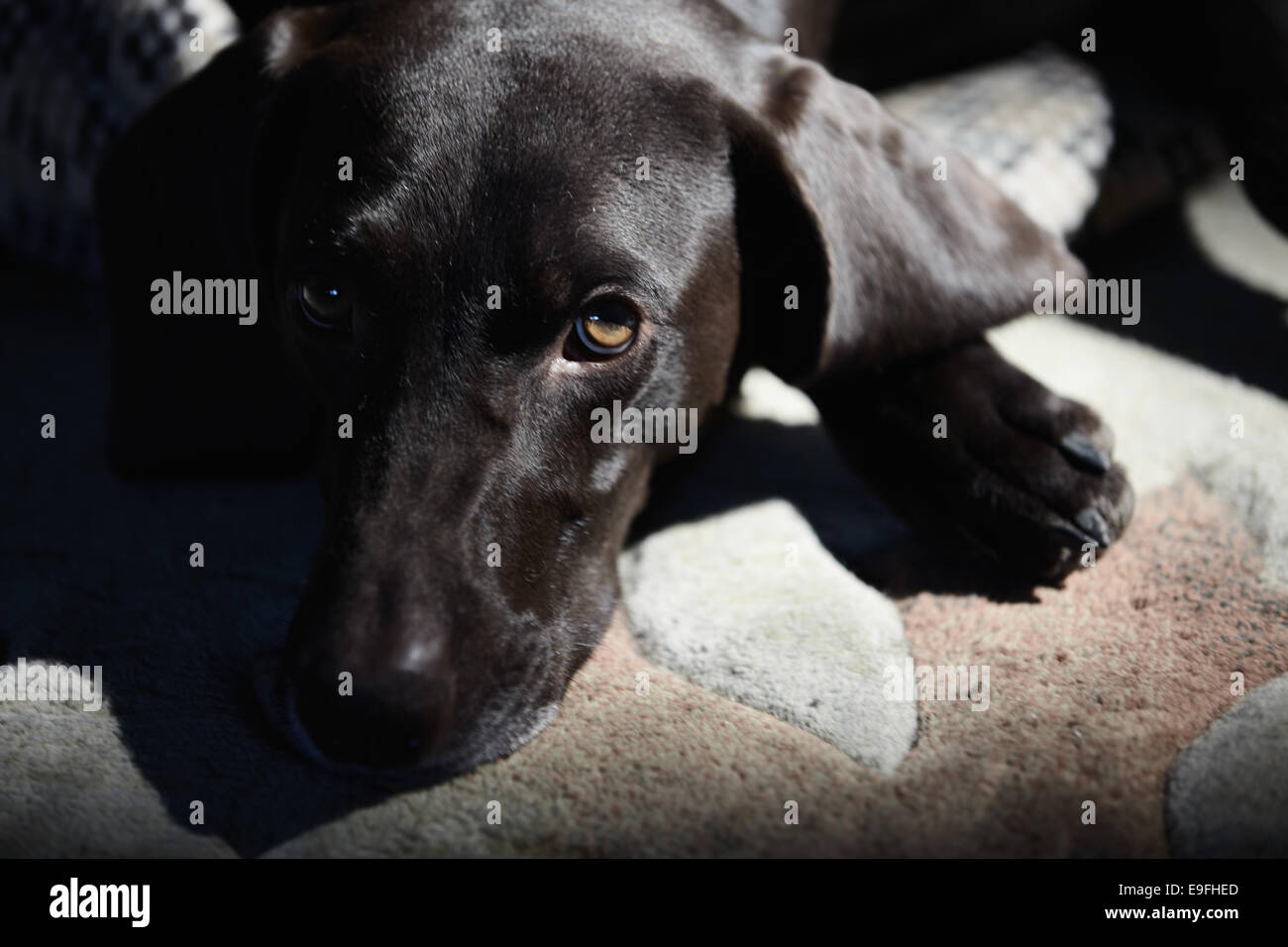 Einzelnen Hund Stockfoto