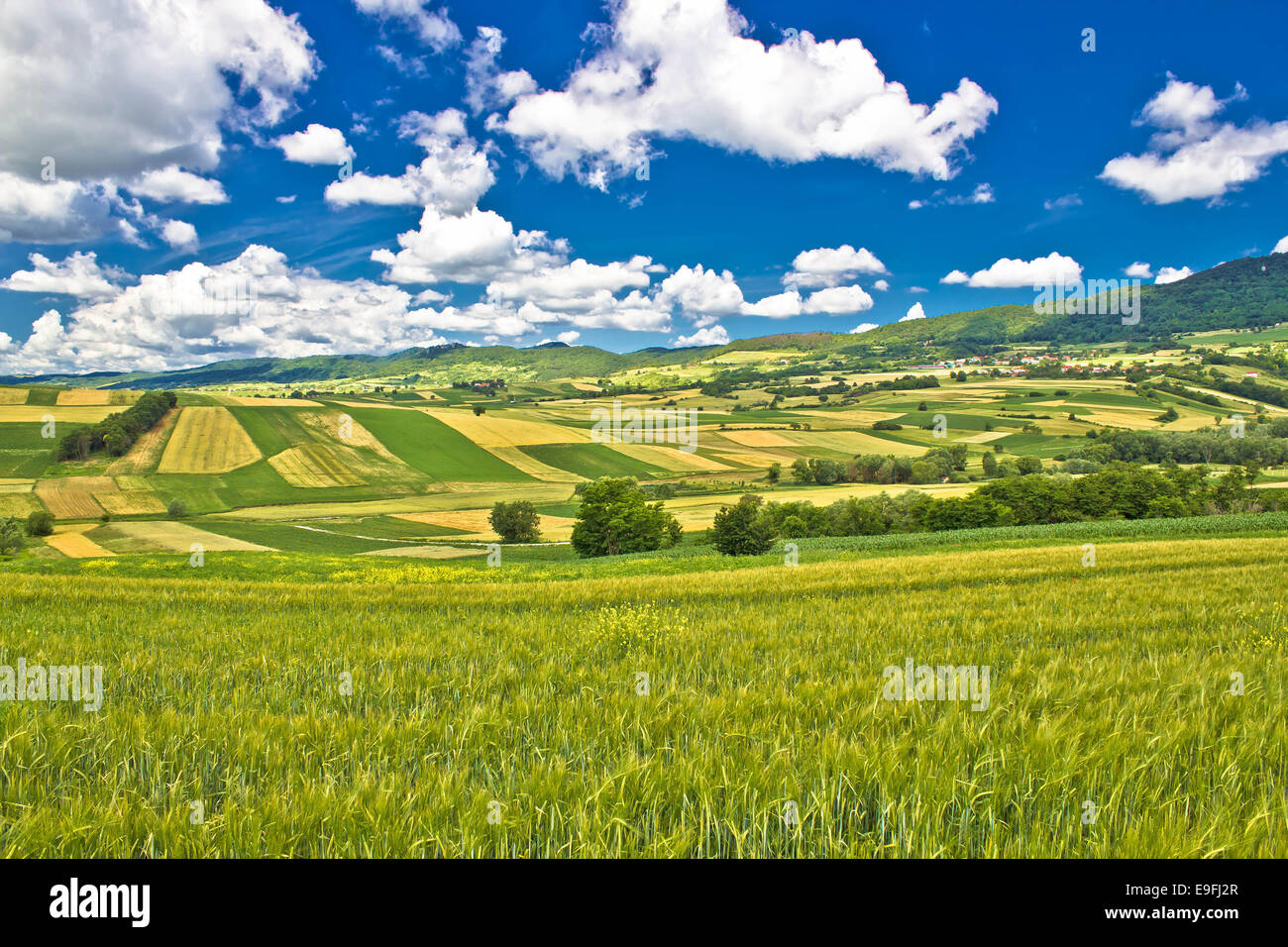 Grüne Natur Kroatiens Stockfoto