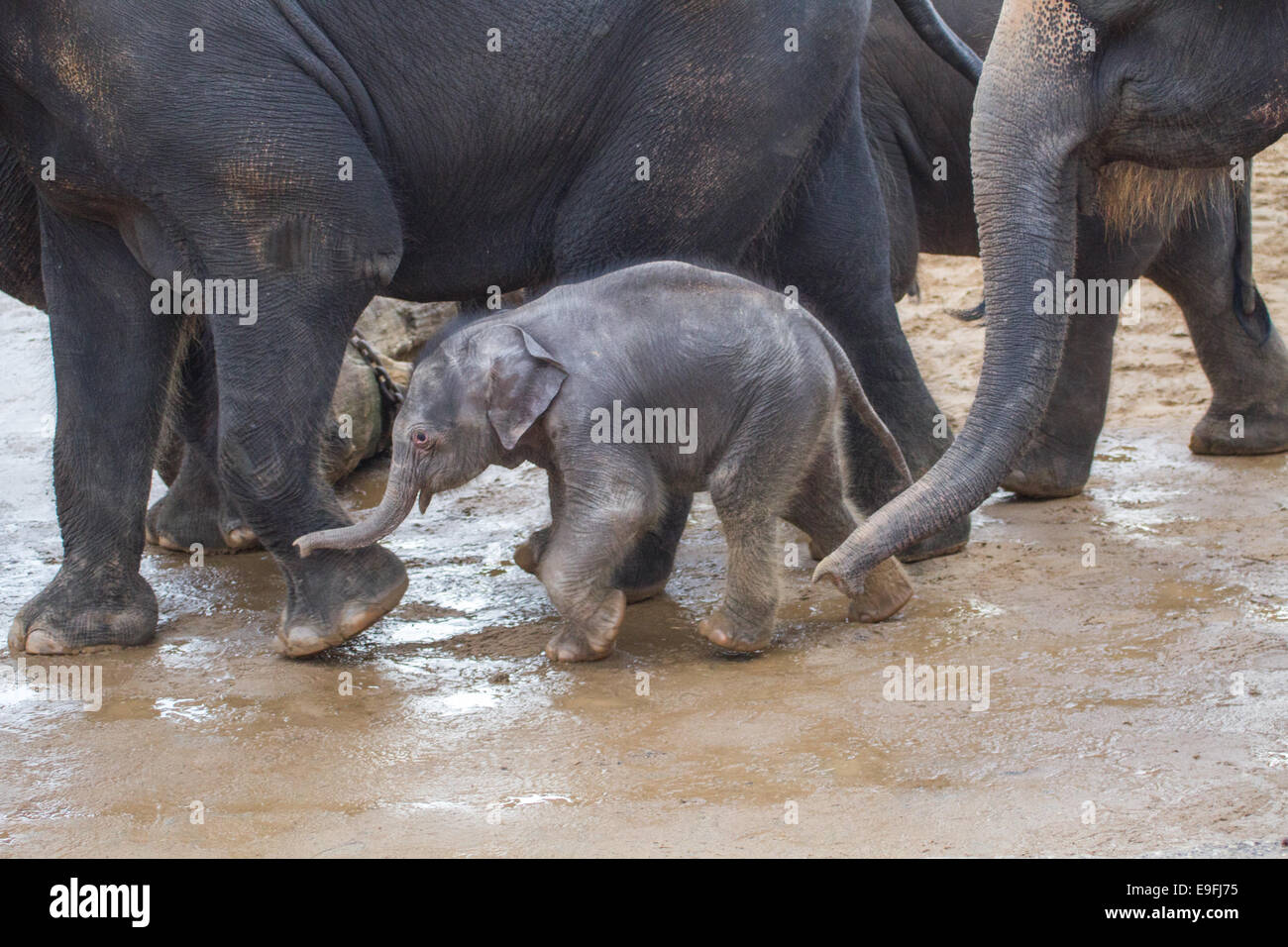 Baby-Elefant in Herde Stockfoto