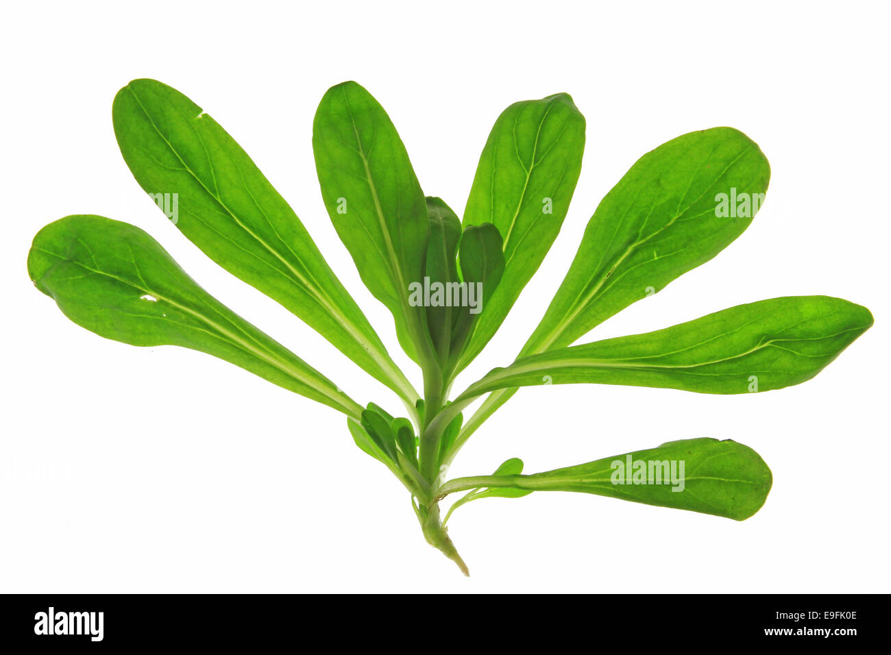 Feldsalat (Valerianella Locusta) Stockfoto
