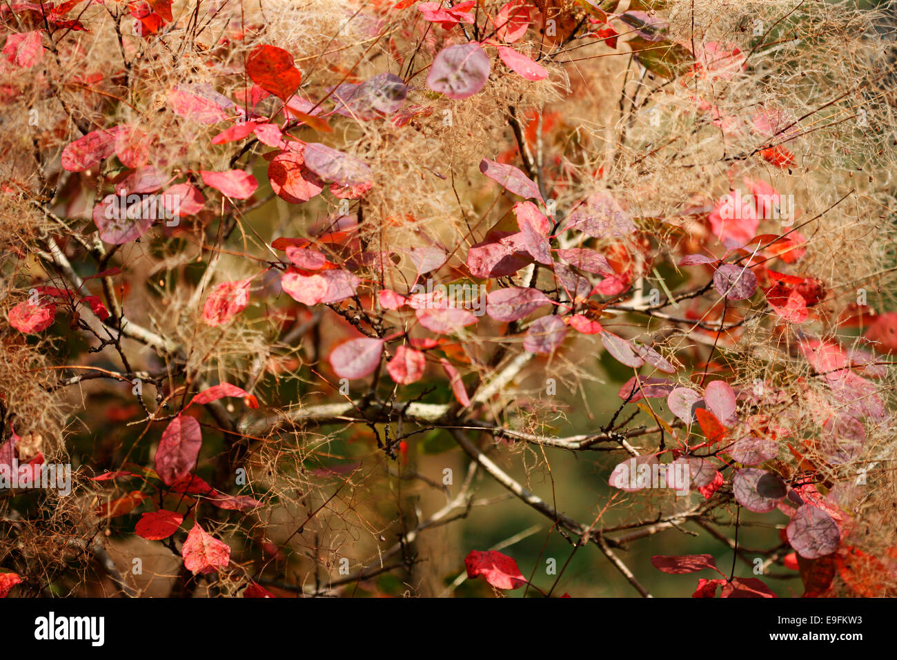 charakteristische Rauch Busch, Cotinus Coggygria in Herbst Jane Ann Butler Fotografie JABP1316 Stockfoto