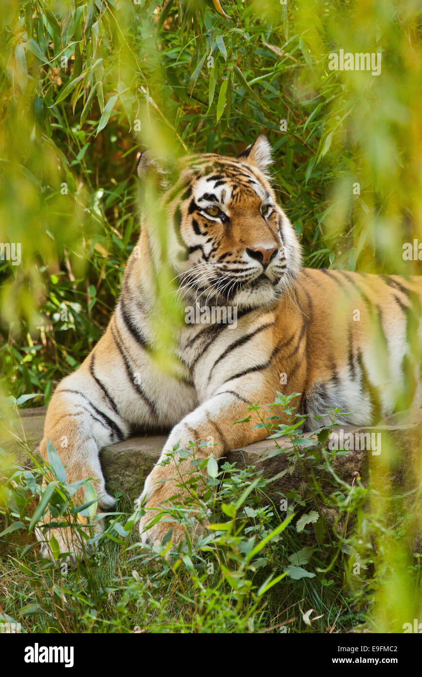 Sibirischer Tiger (Panthera Tigris Altaica) Stockfoto