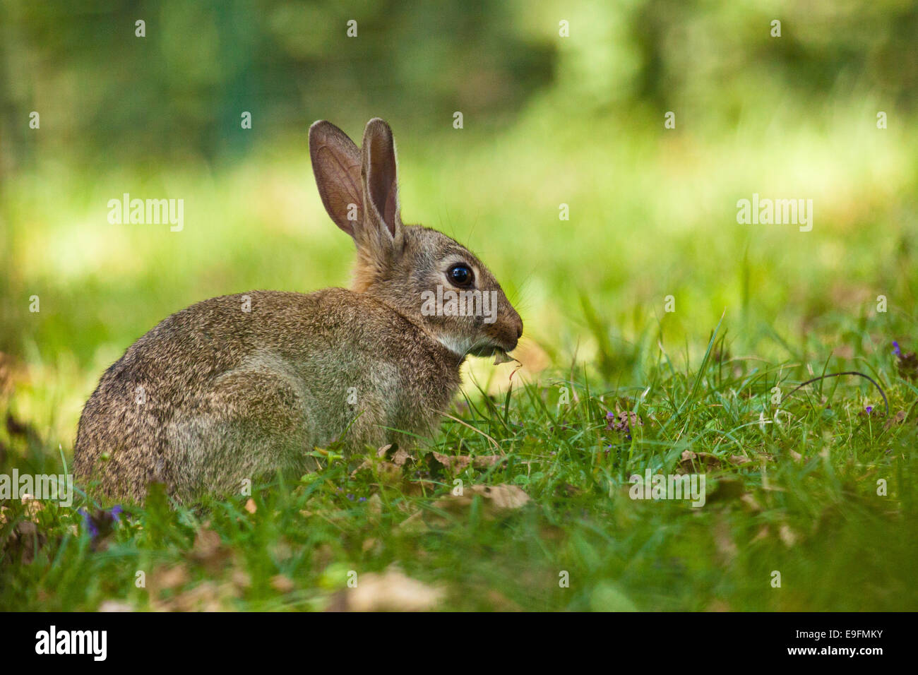 Europäischen Kaninchen (Oryctolagus Cuniculus) Stockfoto