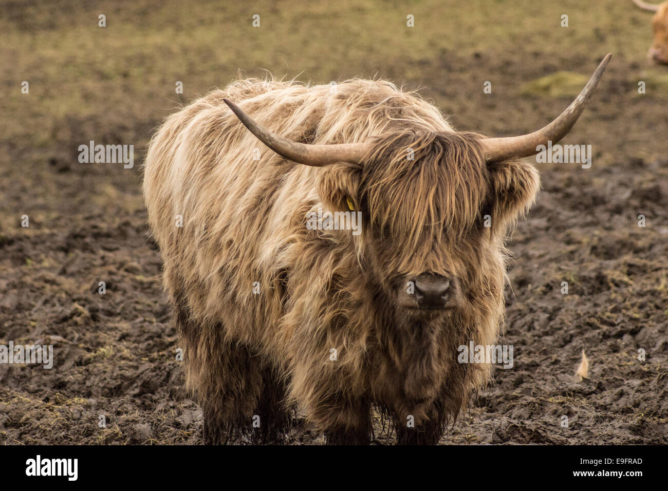 Highland Cattle sind eine schottische Vieh züchten. Sie haben lange Hörner und Lange wellige Mäntel, die Farben sind Schwarz, gestromt, rot, gelb, Weiß, Silber. Stockfoto