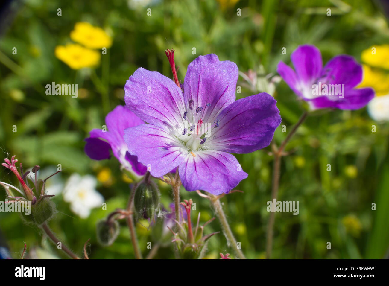 Lila Wildblumen Stockfoto