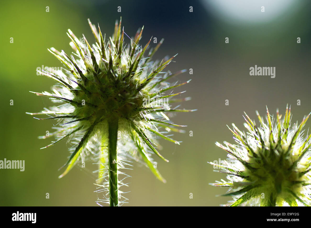 Die große Klette Stockfoto
