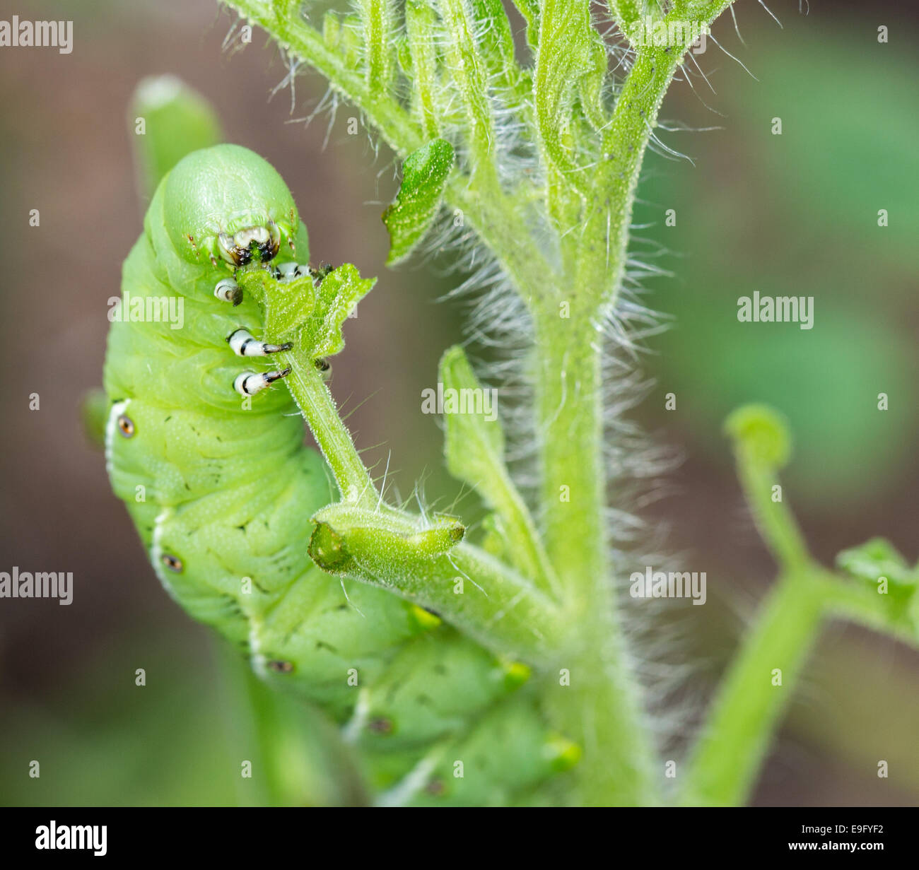 Tomate Hornworm Raupe Verzehr Pflanze Stockfoto