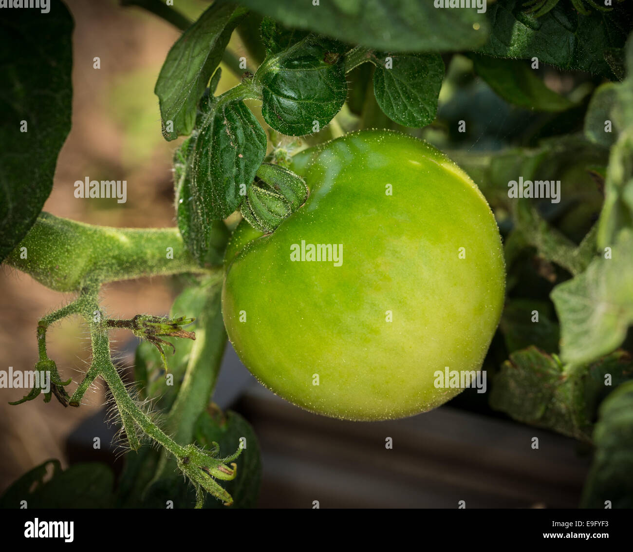 Makro-Bild der grüne Runde Tomate auf Anlage Stockfoto