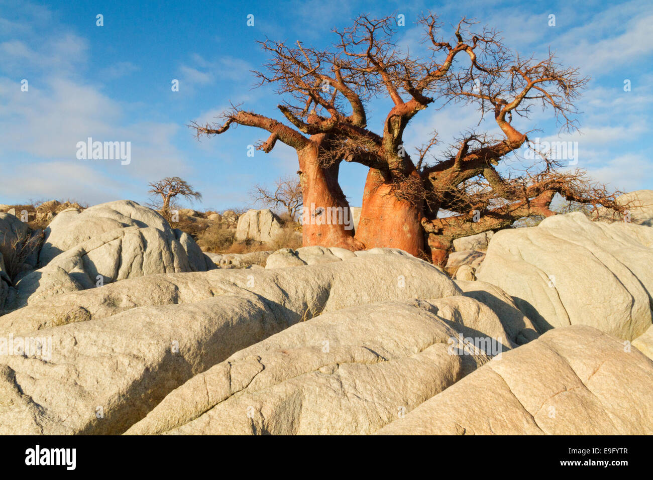 Ein rote Baobab-Baum (Affenbrotbäume Digitata) fängt das warme Licht des Sonnenaufgangs im Kubu Island Stockfoto