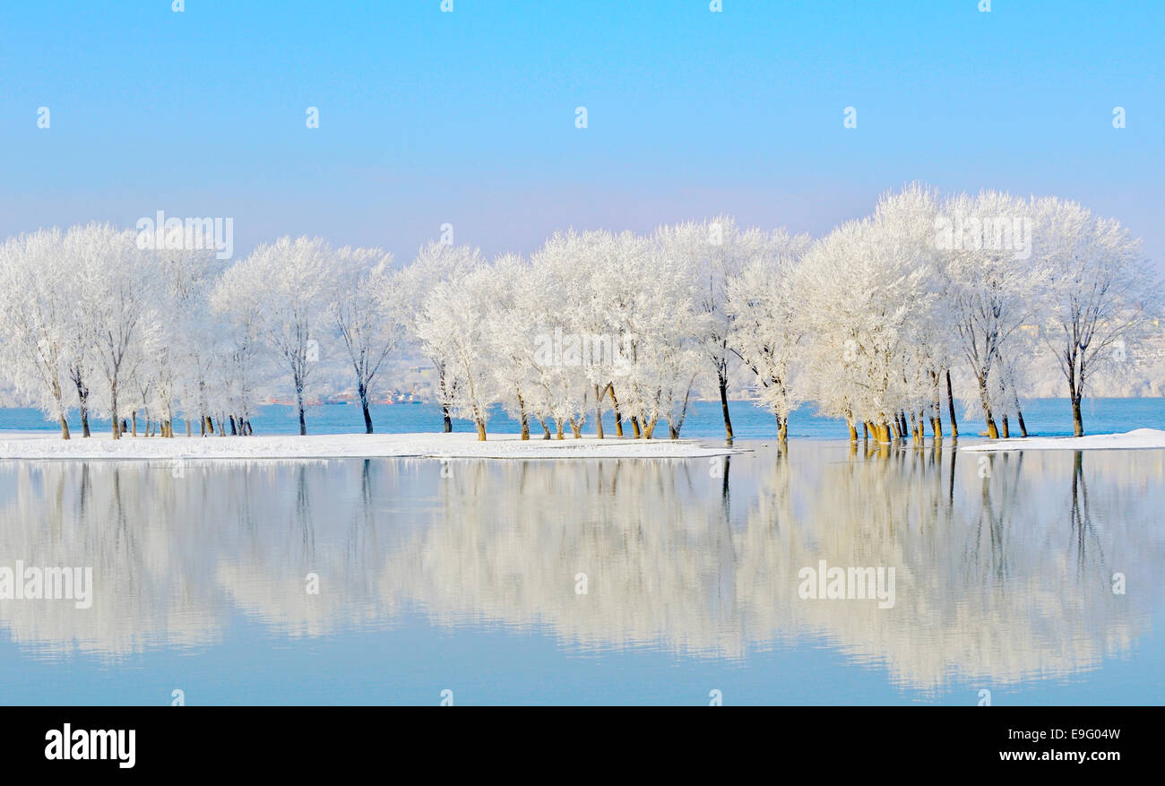 Frostigen Winterbäume in der Nähe von Donau Stockfoto