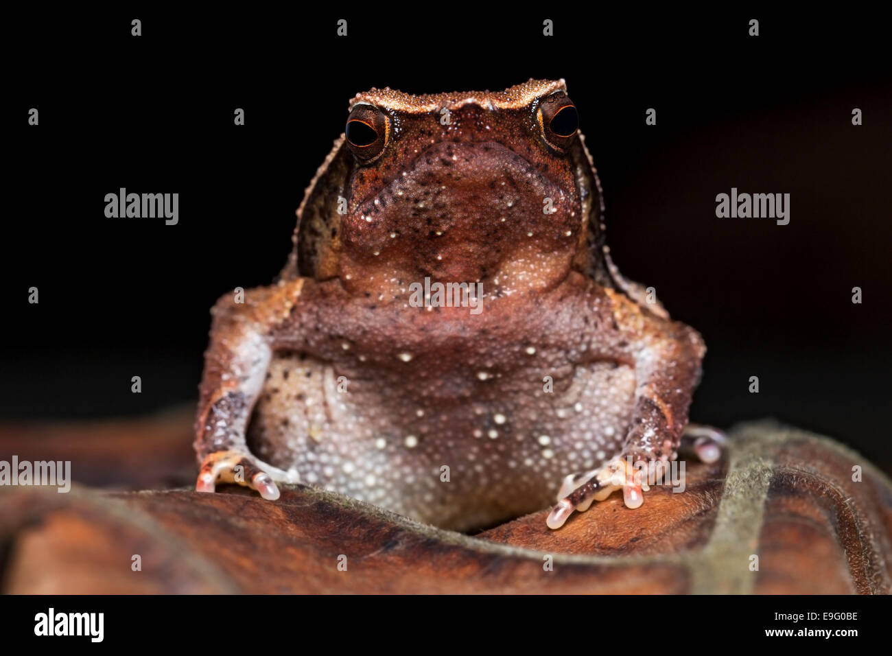 Black-spotted Sticky Frog (Kalophrynus Pleurostigma) in einem malaysischen Regenwald in der Nacht Stockfoto