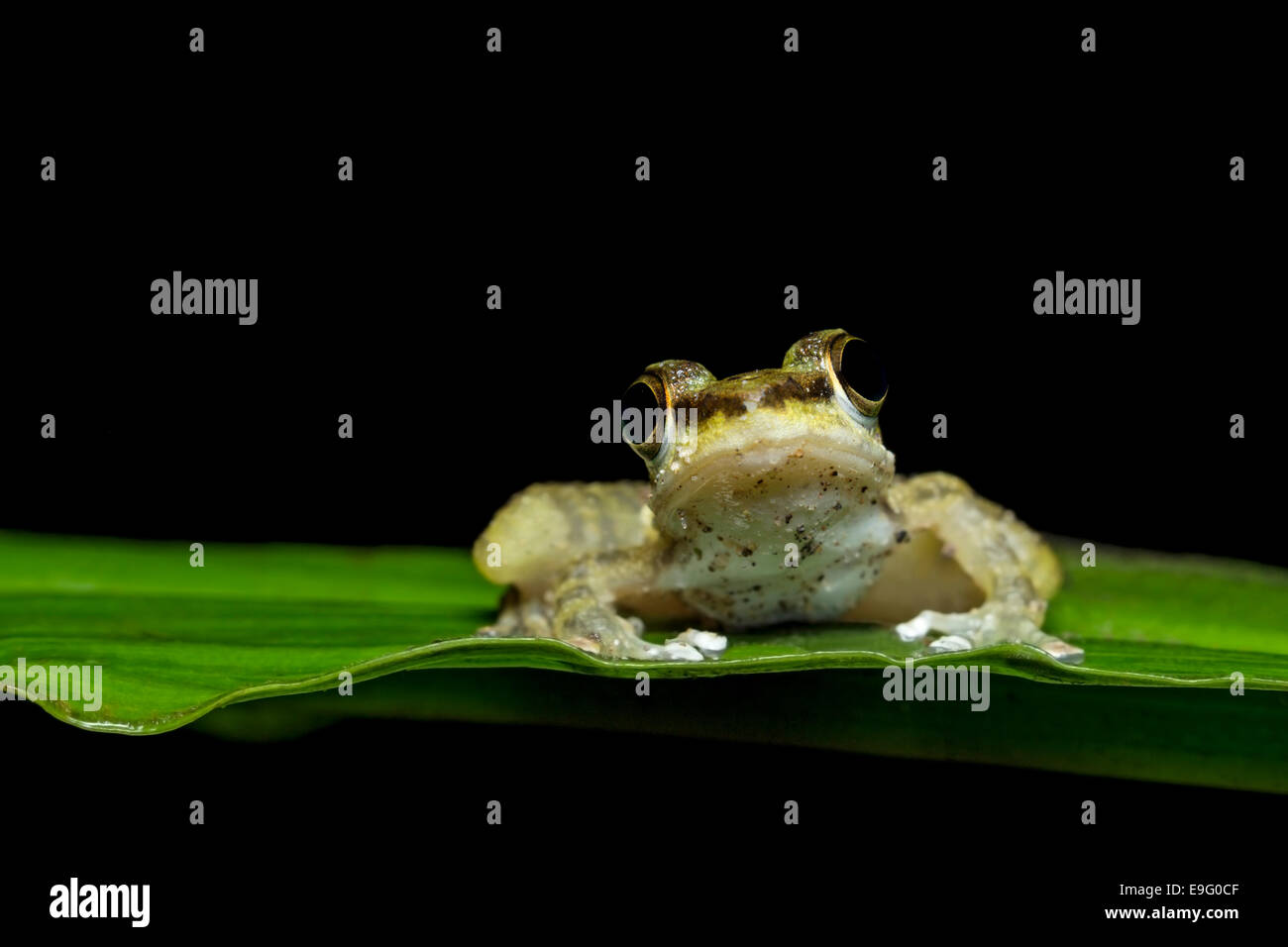 Juvenile Larut Torrent Frosch (Amolops Larutensis) ruhen Stockfoto