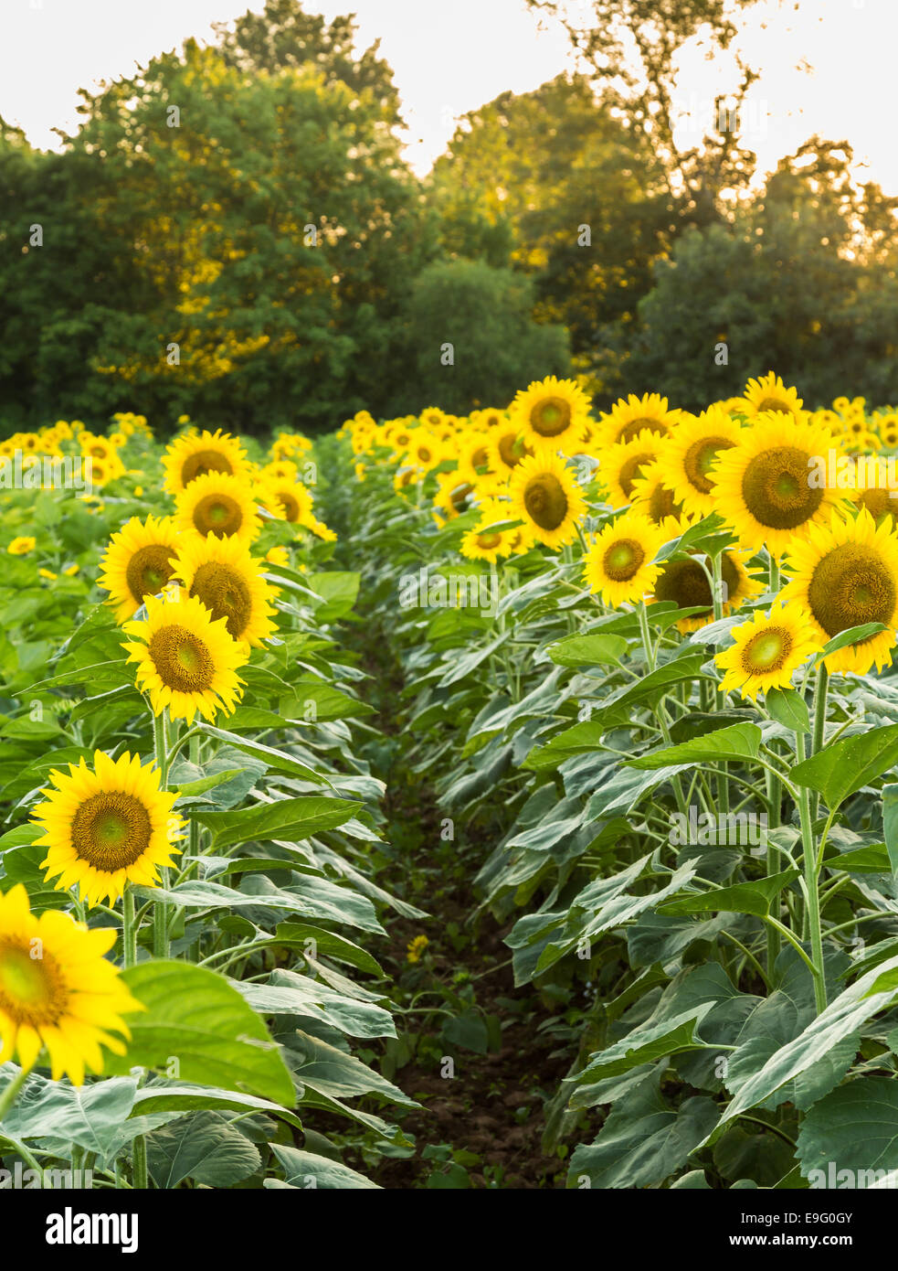 Sonnenblumen im frühen Abend als Sonne setzt Stockfoto