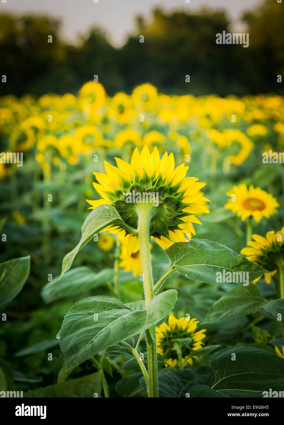 Sonnenblumen im frühen Abend als Sonne setzt Stockfoto