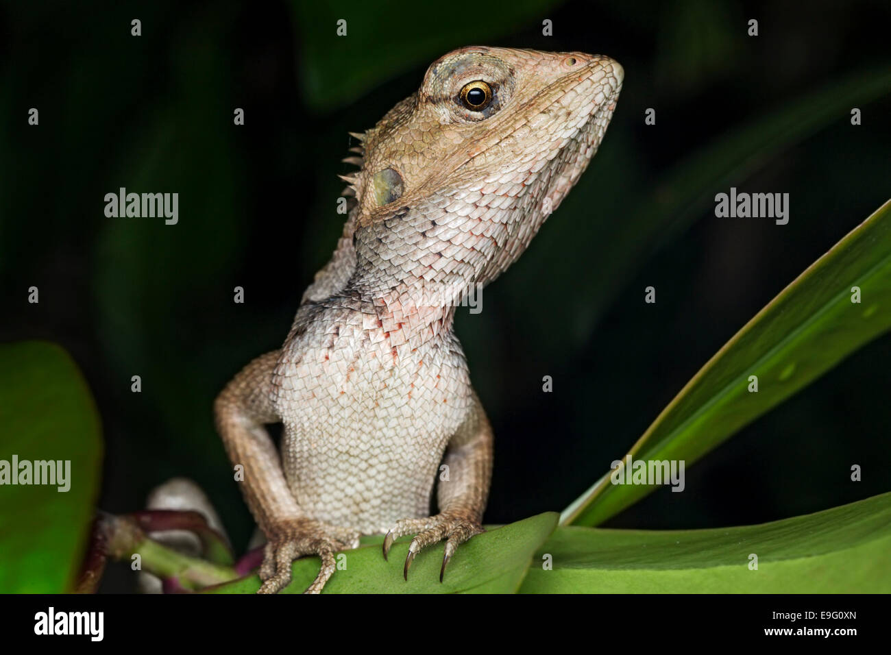 Veränderbare Eidechse (Calotes versicolor) Stockfoto