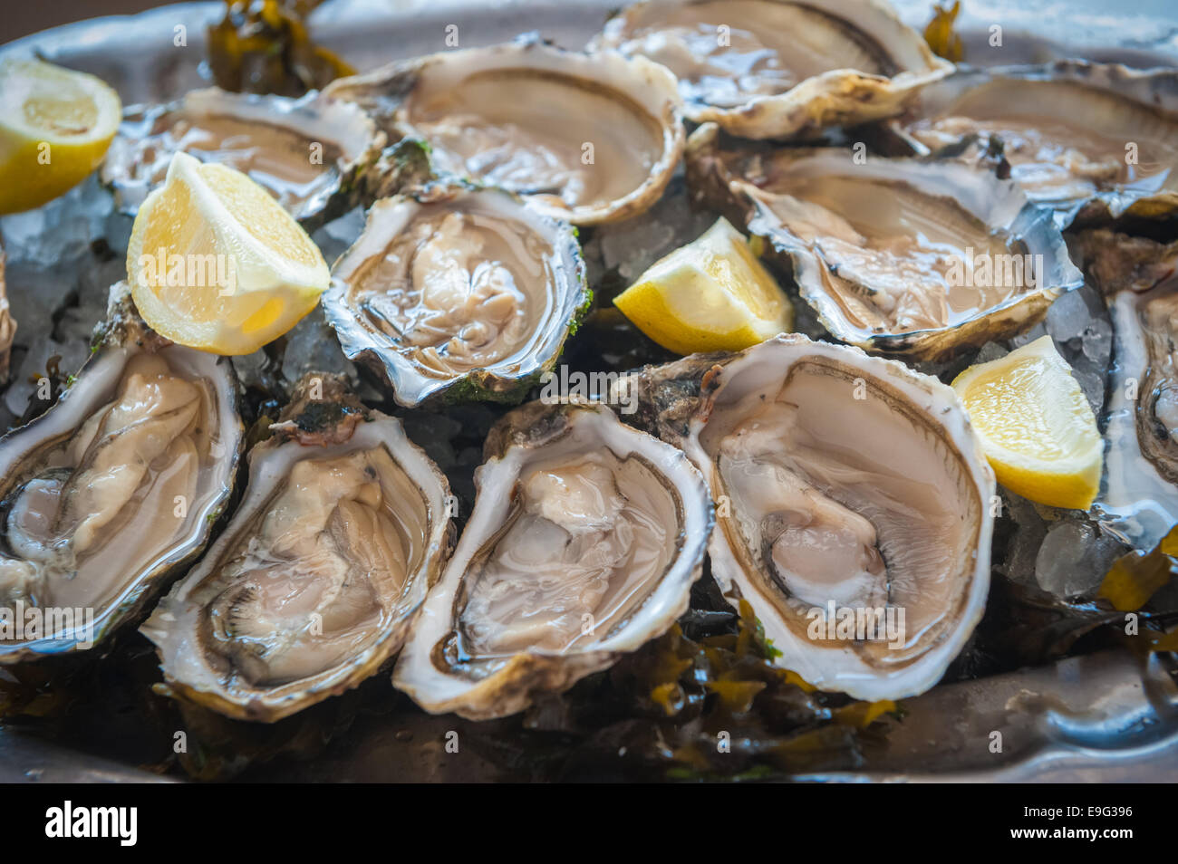 frische Austern Stockfoto