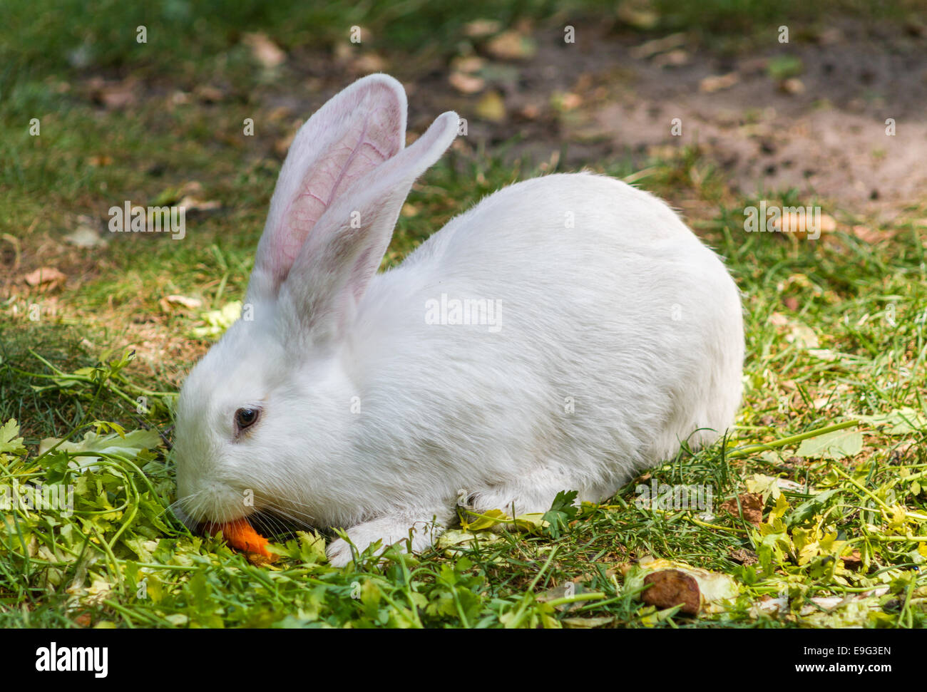 Weißes Kaninchen genießen seine Karotte Stockfoto