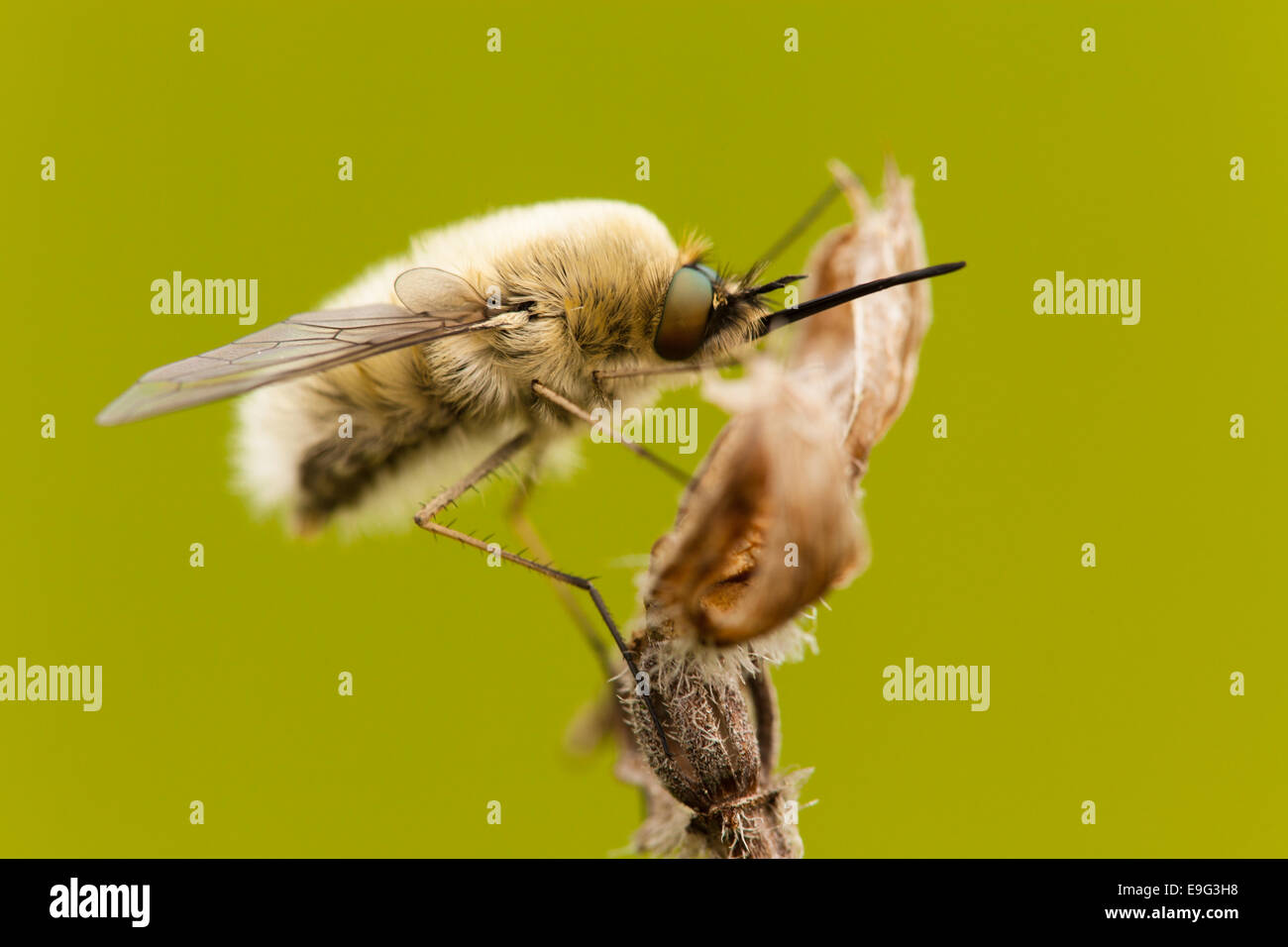 Biene fliegt [Familie Bombyliidae] Stockfoto