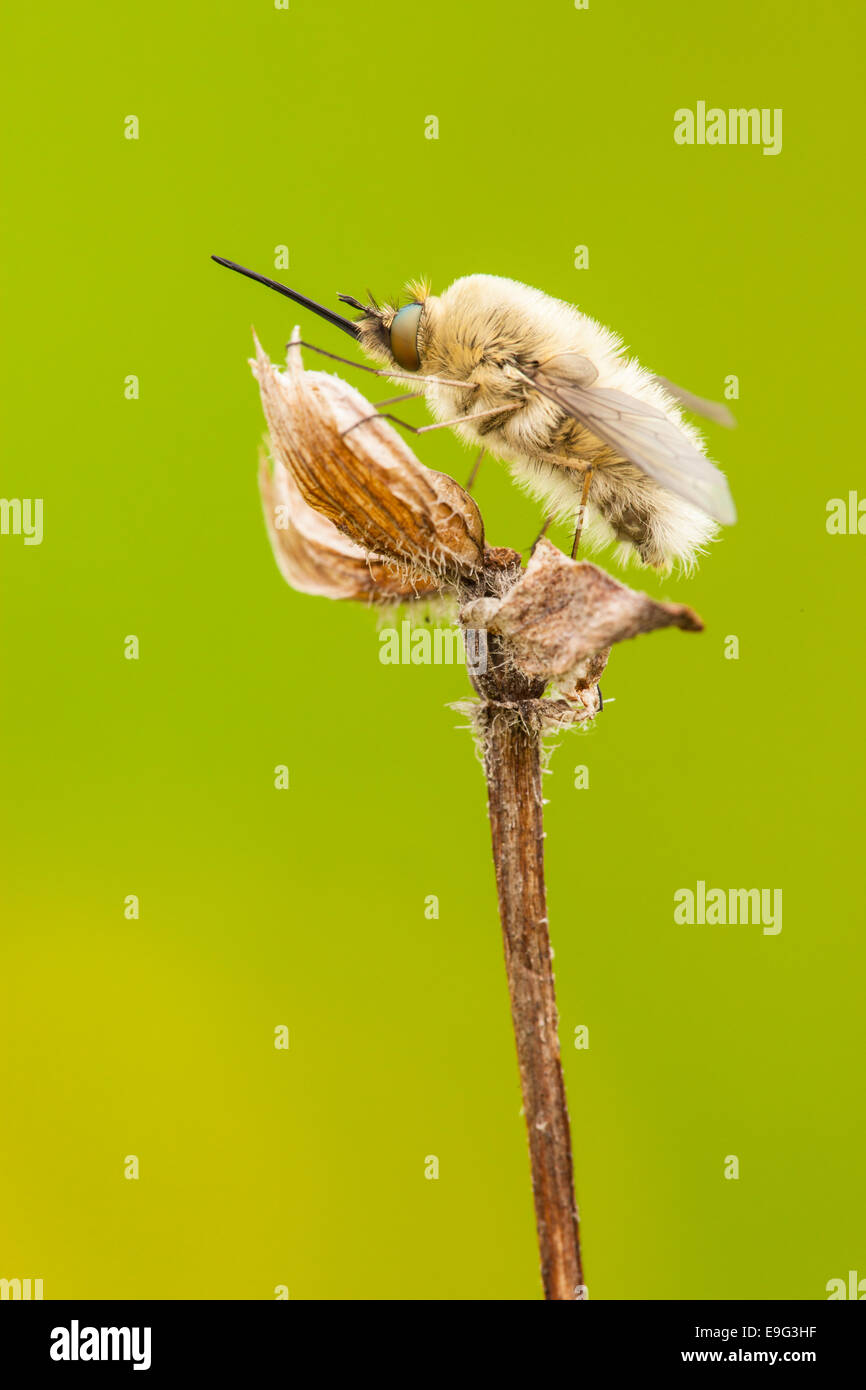 Biene fliegt [Familie Bombyliidae] Stockfoto