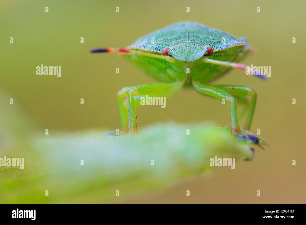 grüne Stink bug Stockfoto