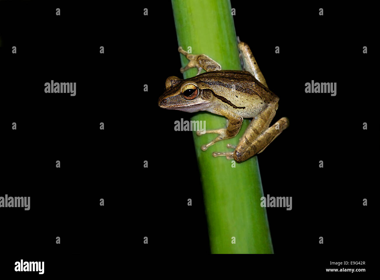 Gemeinsamen Laubfrosch (Polypedates Leucomystax) Stockfoto