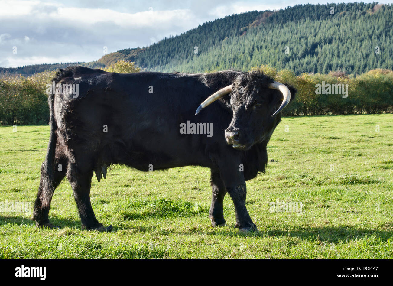 Ein Welsh Black / Aberdeen Angus cross Kuh mit intakten Hörnern Stockfoto