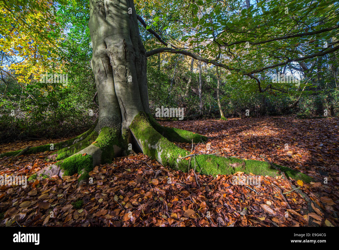 Spätherbst Ahorn Baum mit Moos und umgeben von reiche braune Blätter Stockfoto