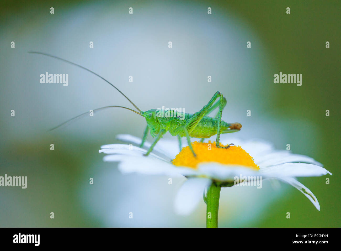 Bush-cricket Stockfoto