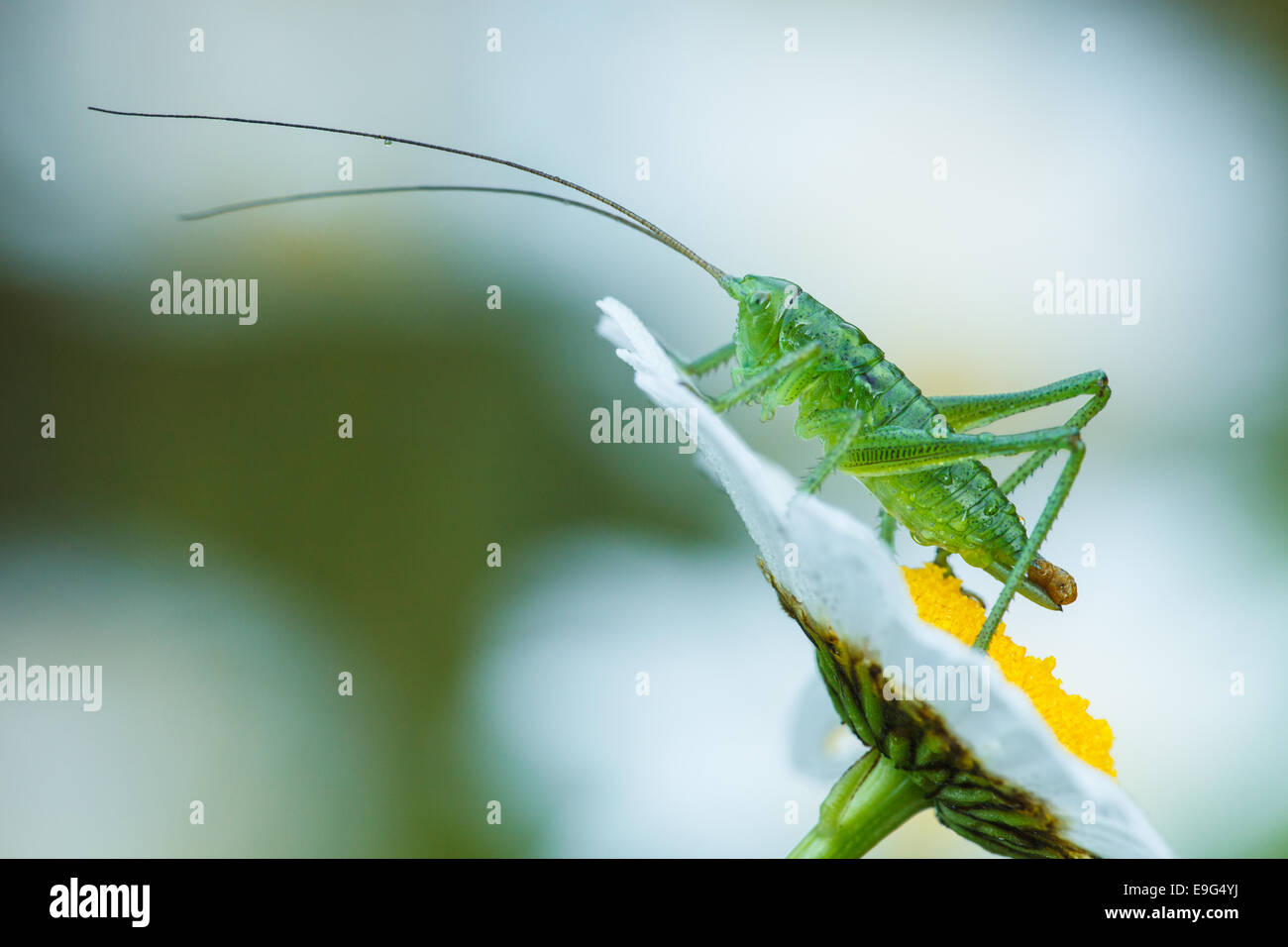 Bush-cricket Stockfoto