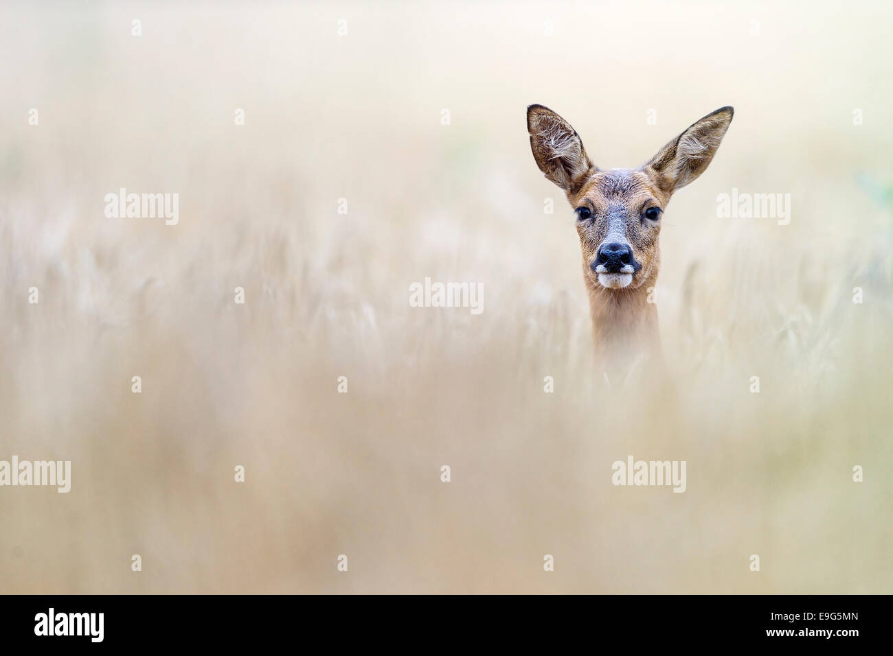 Erwachsene weibliche Rehe umwerben in einer Ackerfläche in der Sommer-Brunft, Norfolk, England Stockfoto