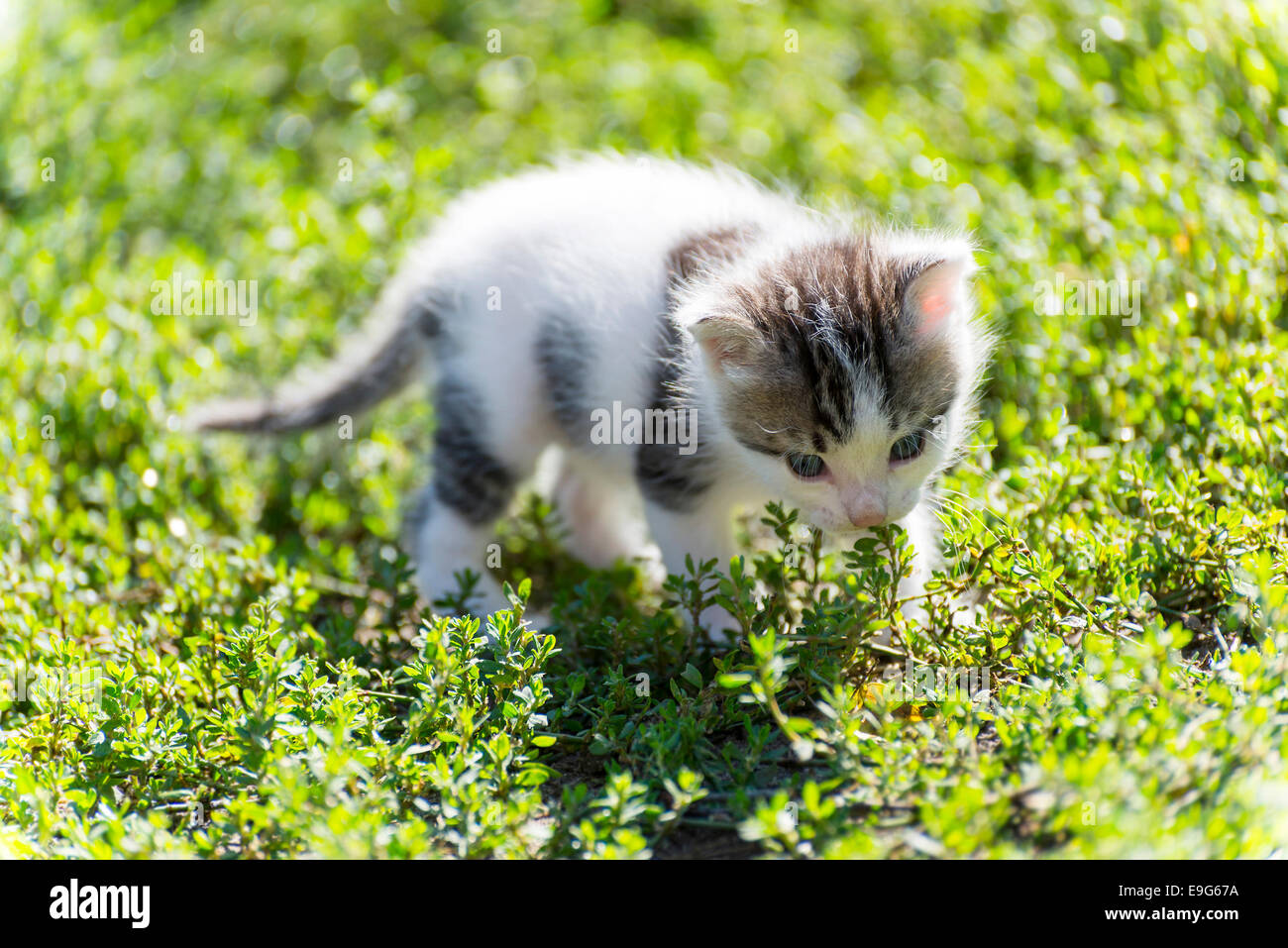 Das bunte Kätzchen geht in Grasgrün Stockfoto