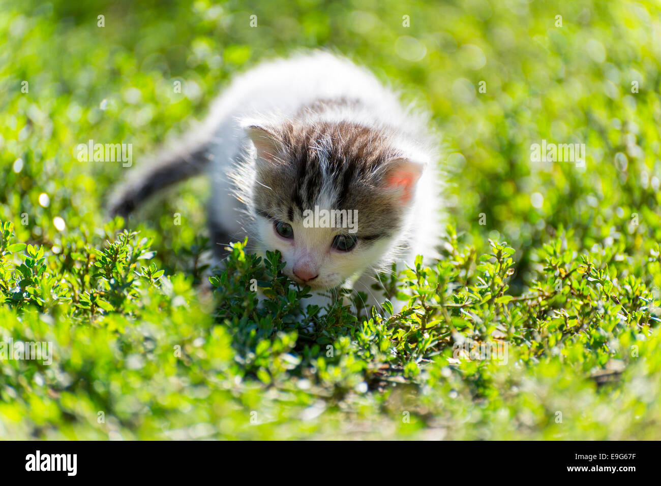 Das bunte Kätzchen geht in Grasgrün Stockfoto