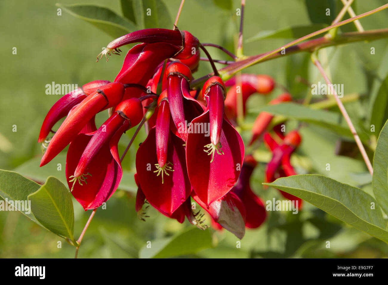 Erithrina Crista-galli Stockfoto