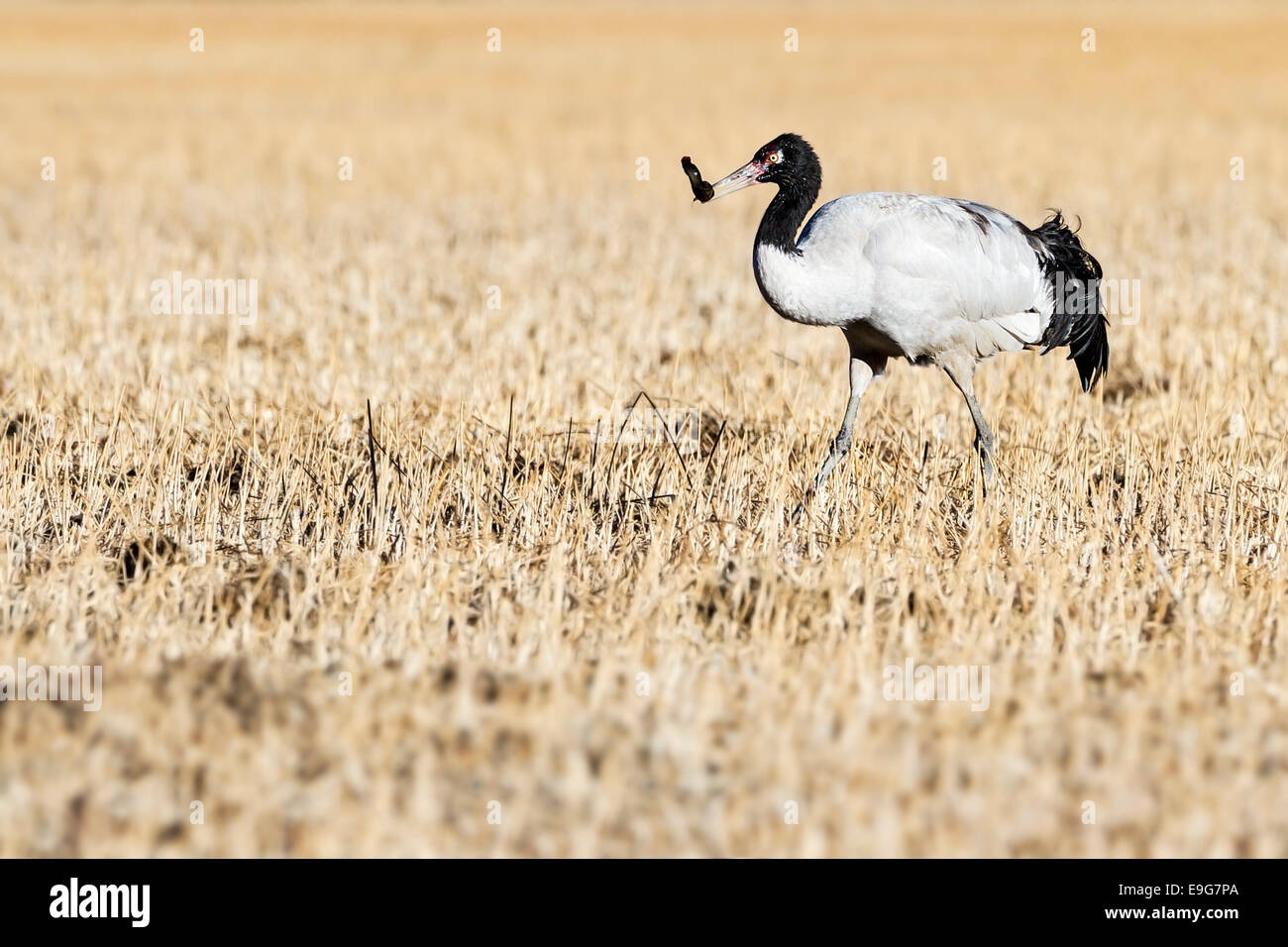 Ein Schwarzhals-Kranich (Grus Nigricollis) auf Nahrungssuche im Winter Futterstellen im geschützten Tal des Sees Napa, Yunnan, China Stockfoto