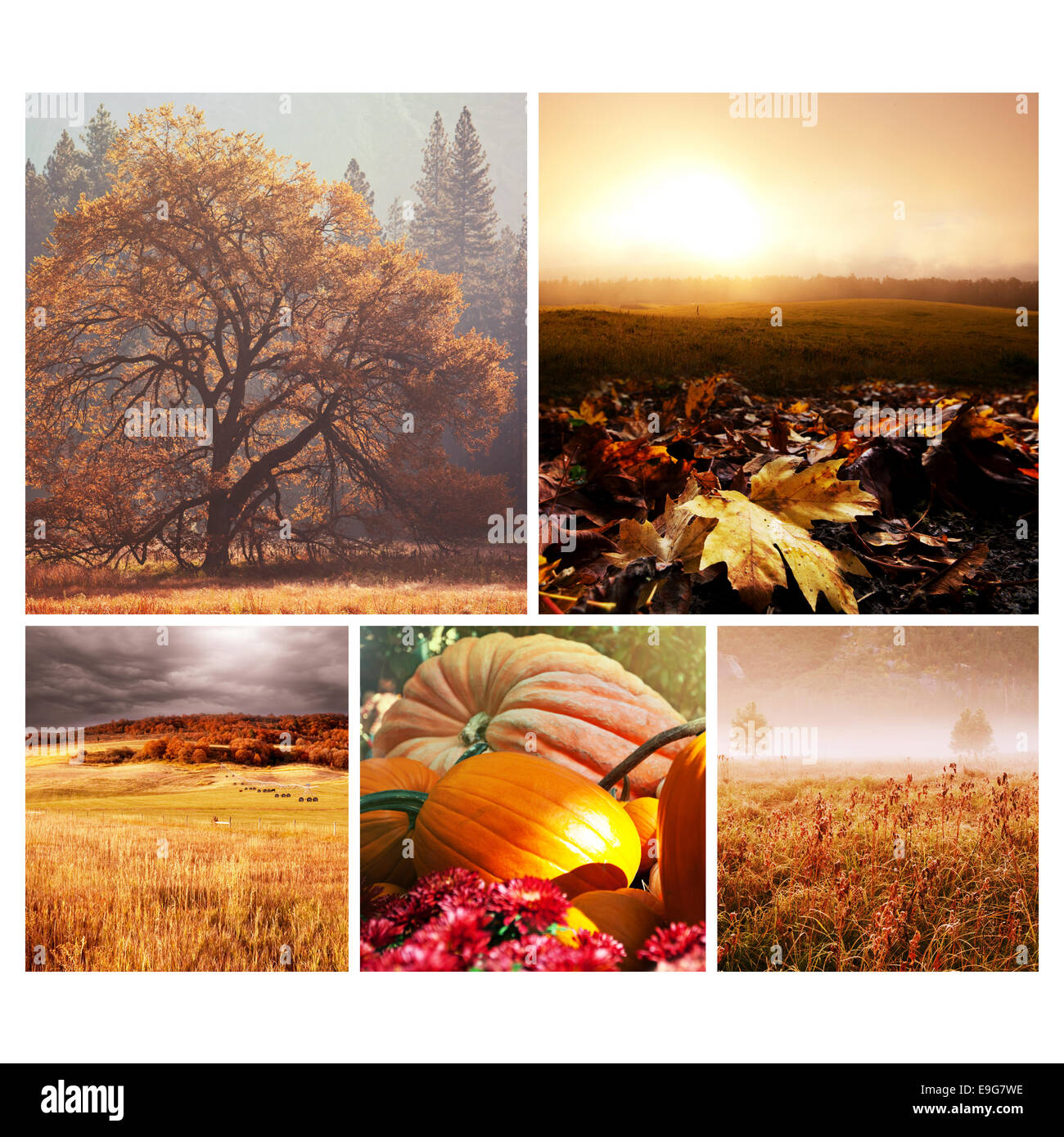 Herbst-collage Stockfoto