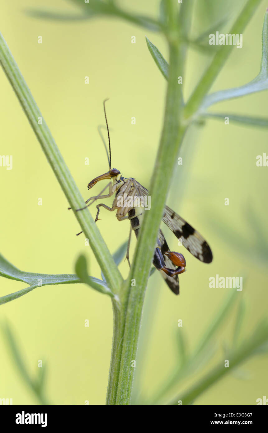 Gemeinsame Scorpionfly, Mann, (Panorpa Communis) Stockfoto