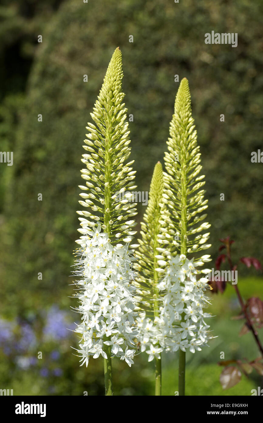 Himalaya lilienschweif Fotos und Bildmaterial in hoher Auflösung Alamy