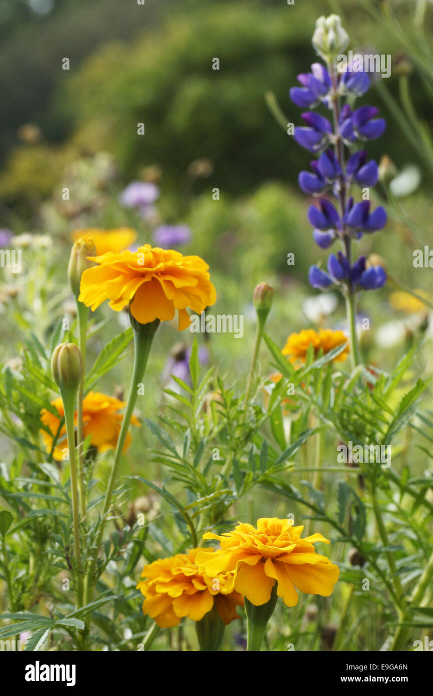 Sommerliches Flowerfield Stockfoto