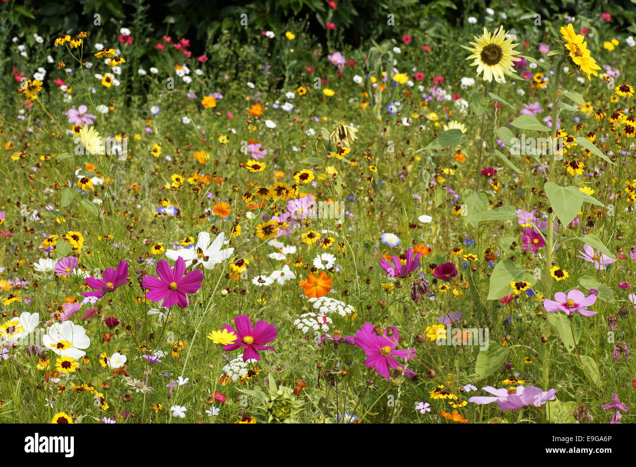 Sommerliches Flowerfield Stockfoto
