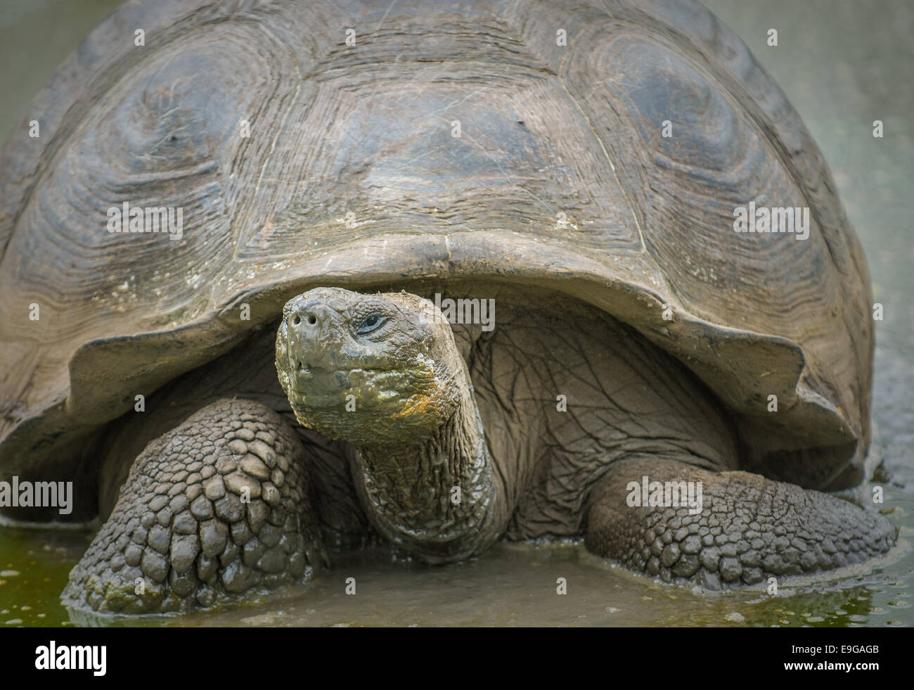 Riesenschildkröten, Galápagos-Inseln, Ecuador Stockfoto
