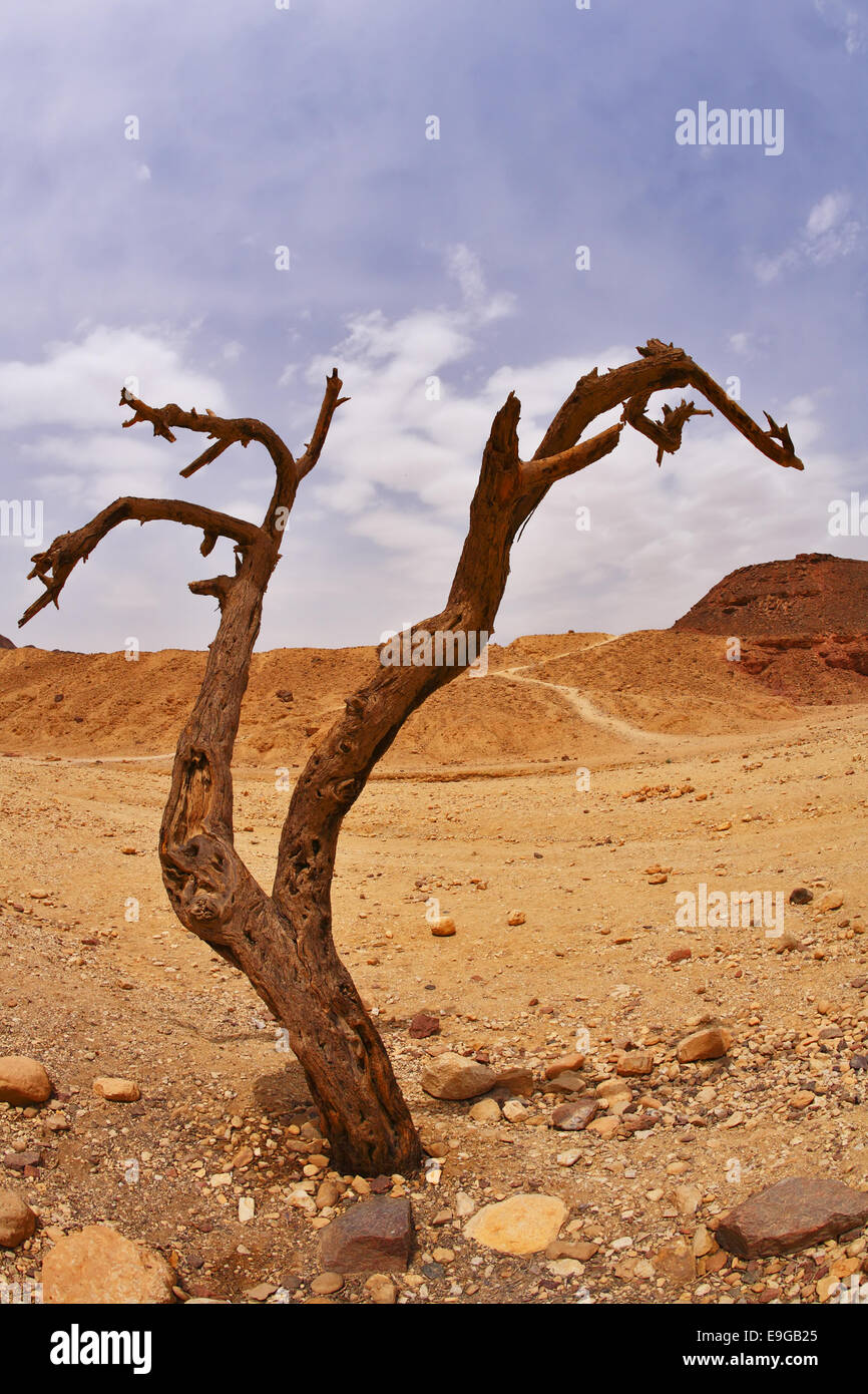 Trockenen Baum Stockfoto