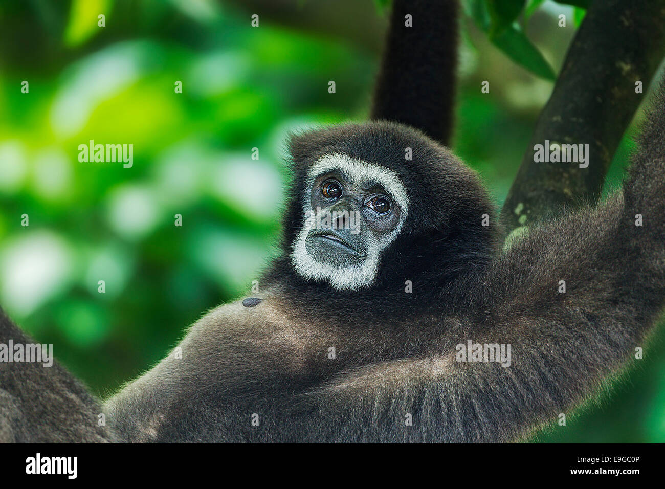 Captive White-handed Gibbon (Hylobates Lar) im Zoo von Singapur Stockfoto