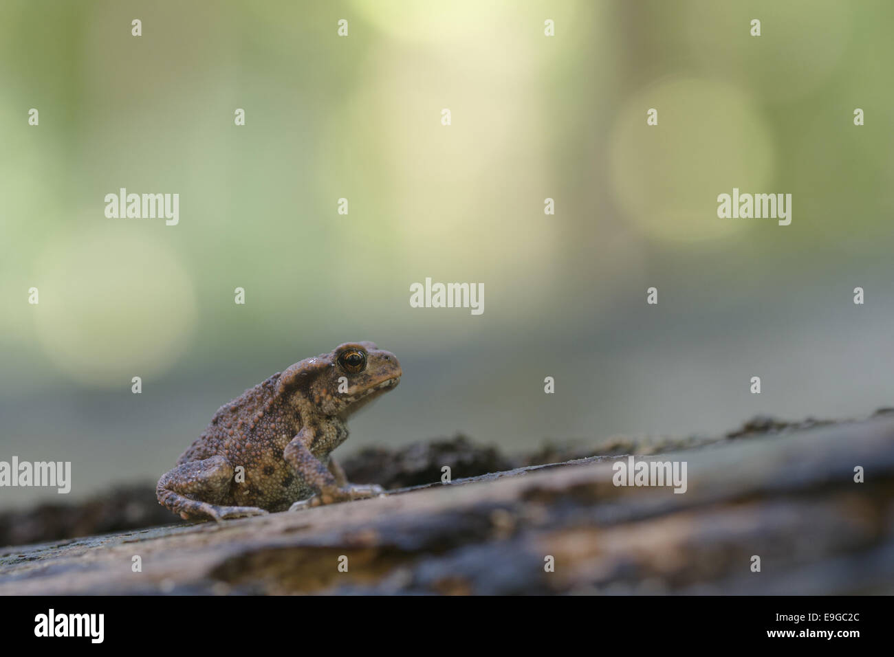 Gemeinsamen Kröte (Bufo Bufo) Stockfoto