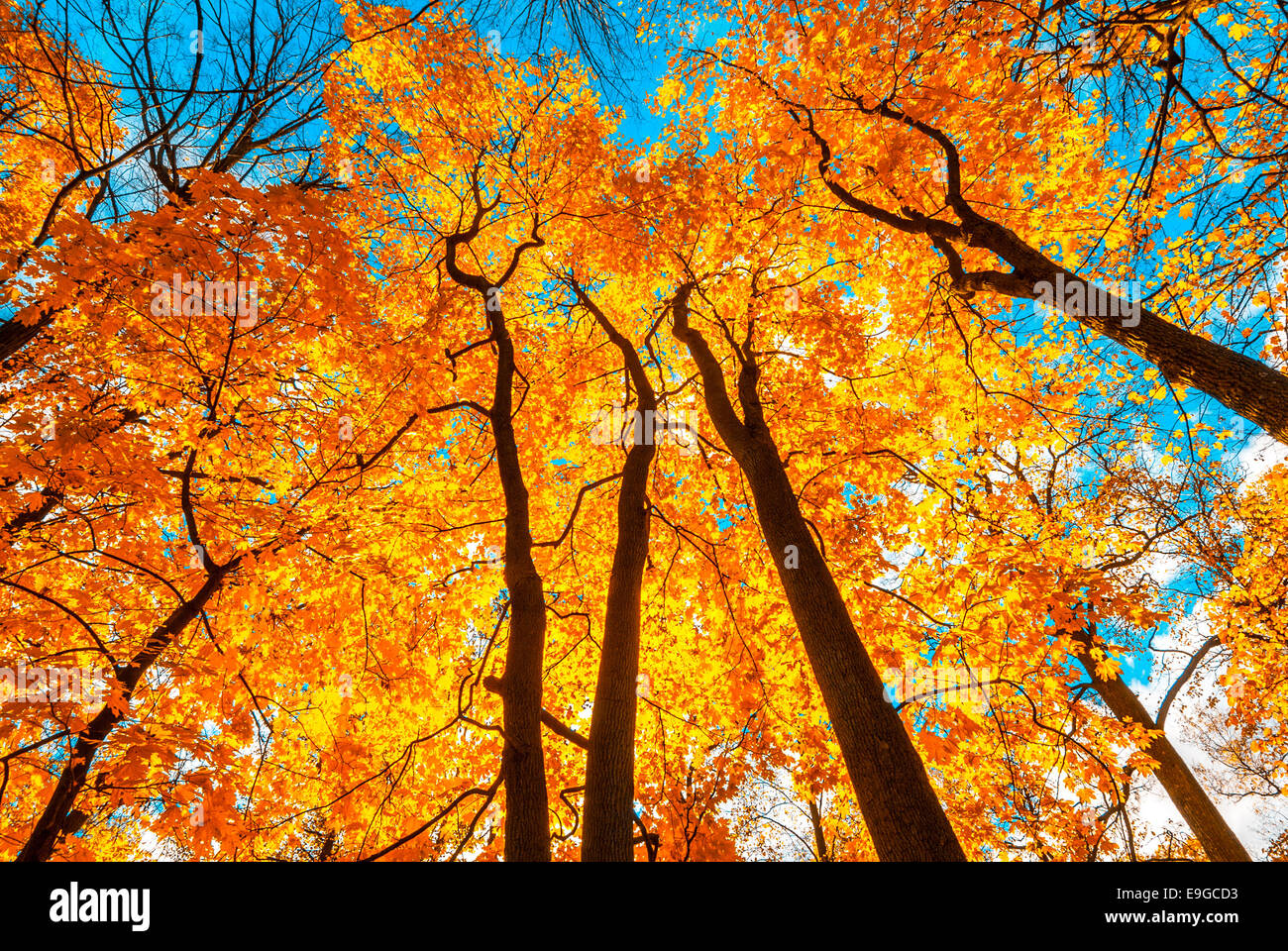 Herbstes Bäume Stockfoto