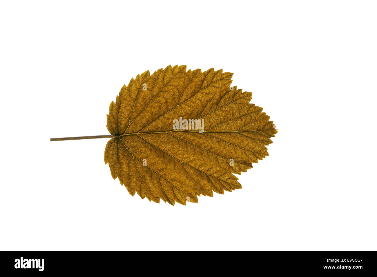 Herbst Blatt auf weißem Hintergrund Stockfoto