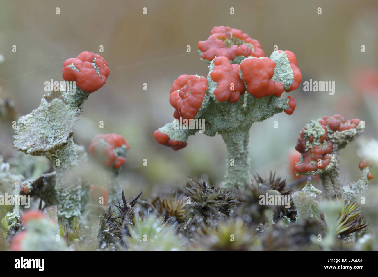 Flechten (Cladonia Macilenta) Stockfoto